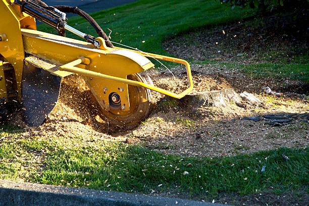 Residential Tree Removal in Ocala Estates, FL